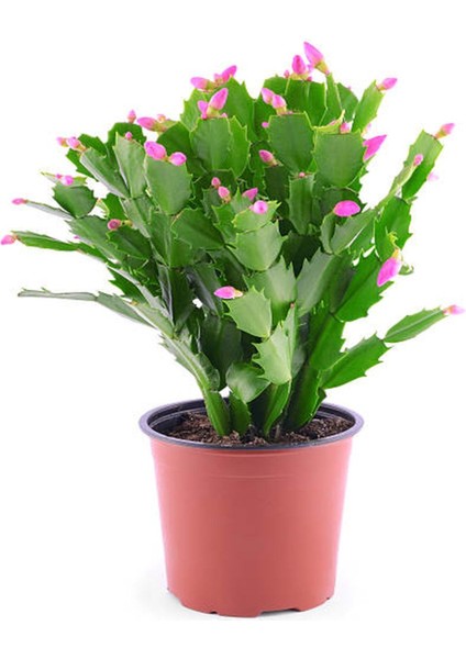 Yılbaşı Çiçeği Dolgun Formlu 8.5 Saksıda İç Mekan Bitkisi fiyatları