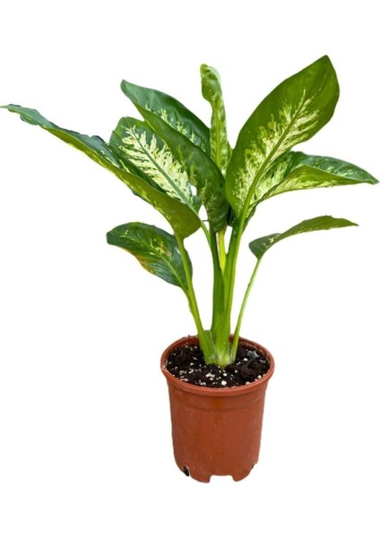 Videolu Difenbahya Bitkisi 1 Adet Saksılı 30-50 cm Salon Bitkisi (Dieffenbachia Tropical Snow )