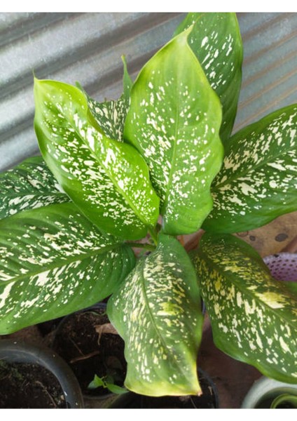 Videolu Difenbahya Bitkisi 1 Adet Saksılı 30-50 cm Salon Bitkisi (Dieffenbachia Tropical Snow )