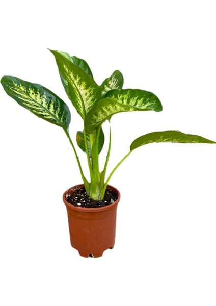 Videolu Difenbahya Bitkisi 1 Adet Saksılı 30-50 cm Salon Bitkisi (Dieffenbachia Tropical Snow )