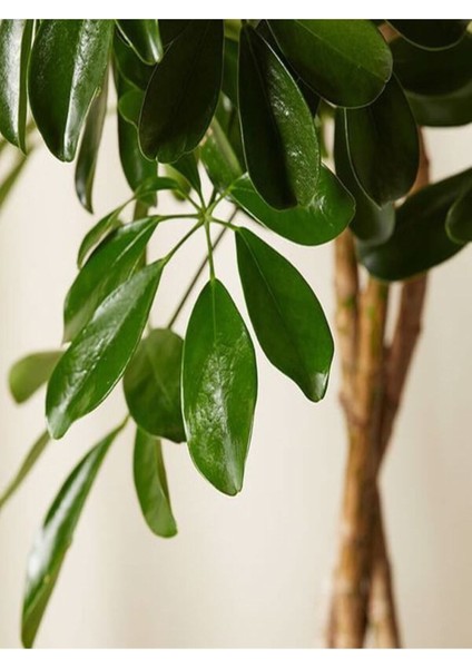 Videolu Yeşil Şeflera Tek Dallı Salon Bitkisi 1 Adet Saksılı 60-80 cm İç Mekan Bitkisi (Schefflera ) modelleri