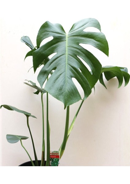 Videolu 1 Adet Deve Tabanı Bitkisi 40-50 cm Saksılı İç Mekan Bitkileri Monstera Deliciosa