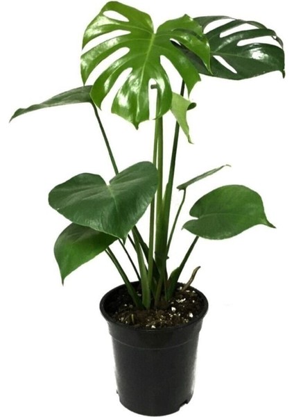 Videolu 1 Adet Deve Tabanı Bitkisi 40-50 cm Saksılı İç Mekan Bitkileri Monstera Deliciosa