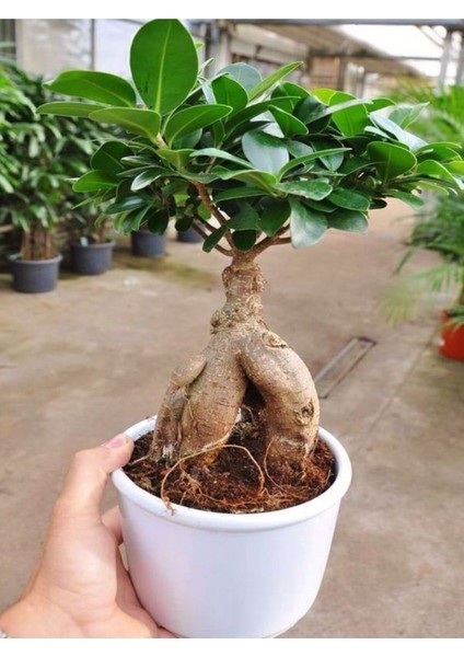 Videolu Bonsai Fidanı 1 Adet Saksılı 20-40 cm İç Mekan Salon Bitkisi (Ficus Bonsai)