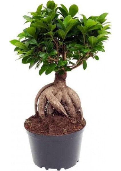 Videolu Bonsai Fidanı 1 Adet Saksılı 20-40 cm İç Mekan Salon Bitkisi (Ficus Bonsai)