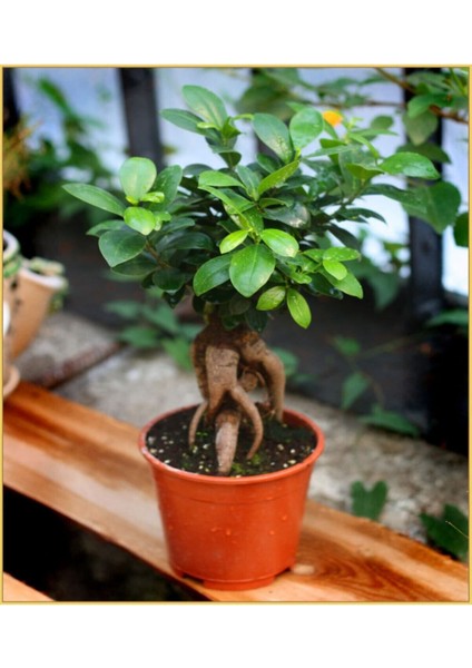 Videolu Bonsai Fidanı 1 Adet Saksılı 20-40 cm İç Mekan Salon Bitkisi (Ficus Bonsai)