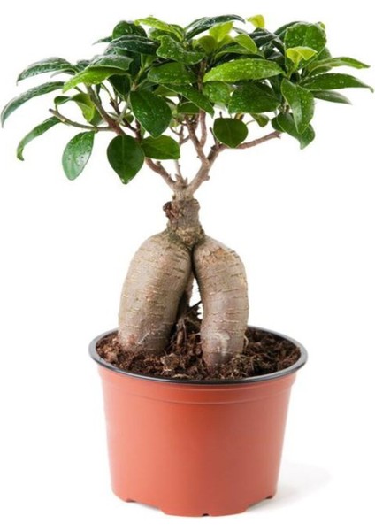 Videolu Bonsai Fidanı 1 Adet Saksılı 20-40 cm İç Mekan Salon Bitkisi (Ficus Bonsai)