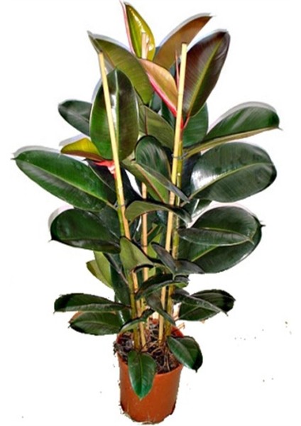 Kauçuk Bitkisi 1 Adet Saksılı 60 - 80 cm İç Mekan Salon Bitkisi (Ficus Elastica)
