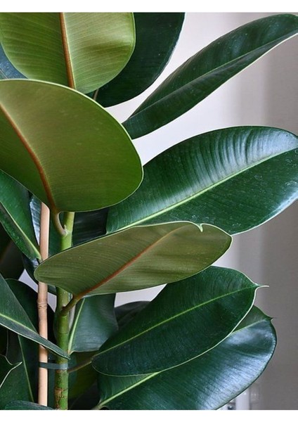 Kauçuk Bitkisi 1 Adet Saksılı 60 - 80 cm İç Mekan Salon Bitkisi (Ficus Elastica)