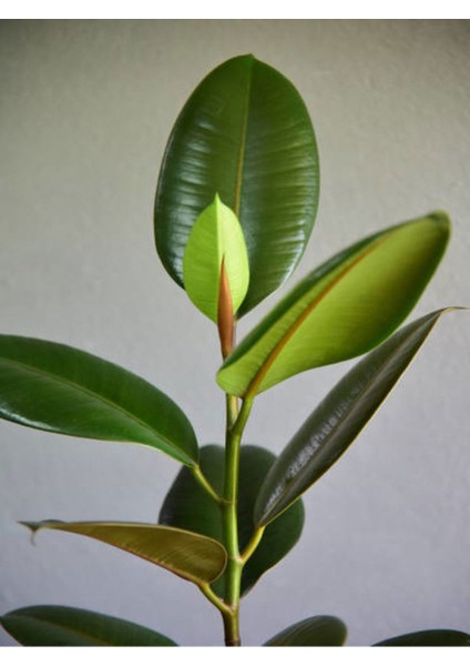 Kauçuk Bitkisi 1 Adet Saksılı 60 - 80 cm İç Mekan Salon Bitkisi (Ficus Elastica)
