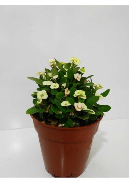 Beyaz Dikenler Tacı Euphorbia Milii