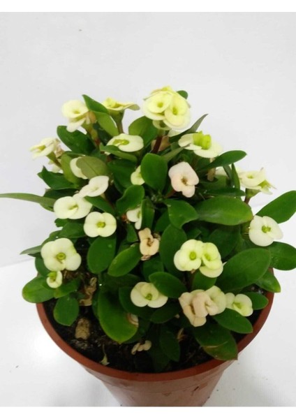 Beyaz Dikenler Tacı Euphorbia Milii fiyatları