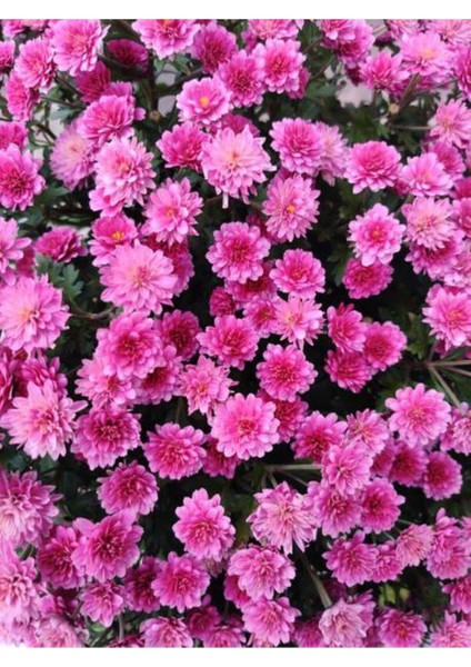 Videolu Kasımpatı Beyaz-Pembe 2 Adet Saksıda 15-25 cm İç-Dış Mekan Bitkisi (Chrysanthemum) modelleri