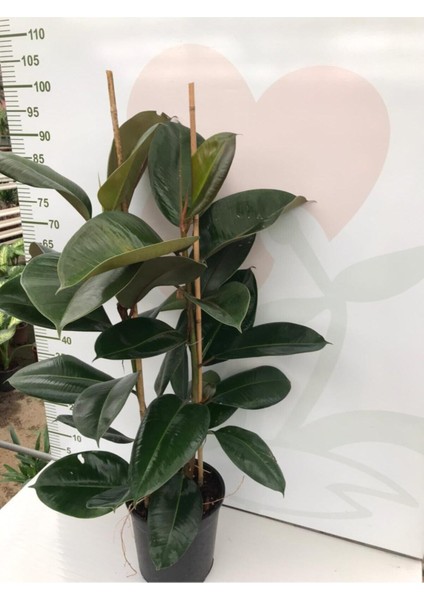 Videolu Kauçuk Fidanı Bitkisi 2 Dallı 1 Adet Saksılı 60-100 cm Ev Ofis Bitkisi (Ficus Elastica) fiyatları