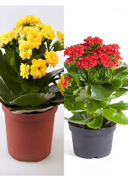 Kalanşo Çiçeği 2 Adet Mini Saksılı Sarı - Kırmızı 10 - 15 cm İç Mekan Salon Bitkisi (Kalanchoe)