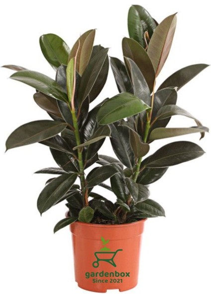 Mini Boy Kauçuk Fidanı Mini Boy 2'li Dikim 20-45 cm Saksılı Salon Çiçeği(Ficus Elastica)