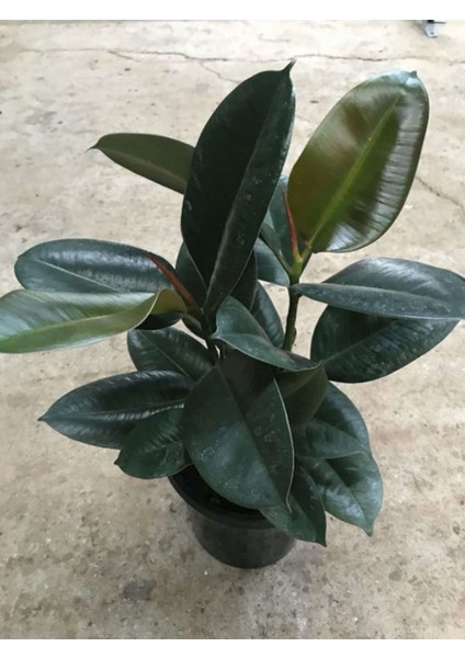 Mini Boy Kauçuk Fidanı Mini Boy 2'li Dikim 20-45 cm Saksılı Salon Çiçeği(Ficus Elastica)
