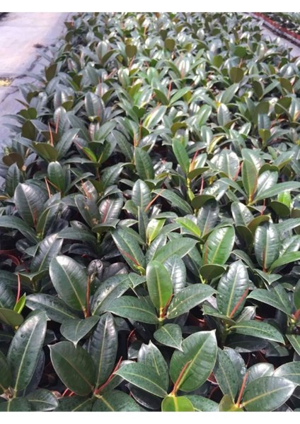 Mini Boy Kauçuk Fidanı Mini Boy 2'li Dikim 20-45 cm Saksılı Salon Çiçeği(Ficus Elastica)