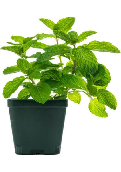 Videolu Mini Saksıda Nane Fidesi 1 Adet Saksılı/ Tüplü 10-15 cm (Mentha) fiyatları