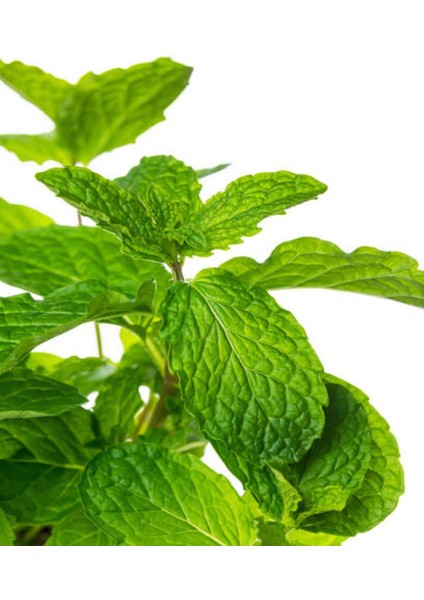 Videolu Mini Saksıda Nane Fidesi 1 Adet Saksılı/ Tüplü 10-15 cm (Mentha) modelleri