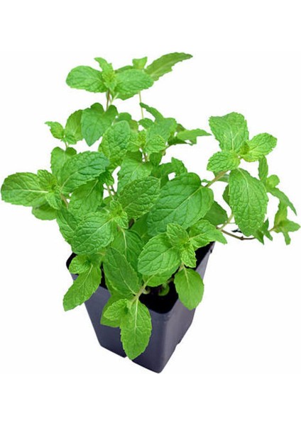 Videolu Mini Saksıda Nane Fidesi 1 Adet Saksılı/ Tüplü 10-15 cm (Mentha) fırsatları