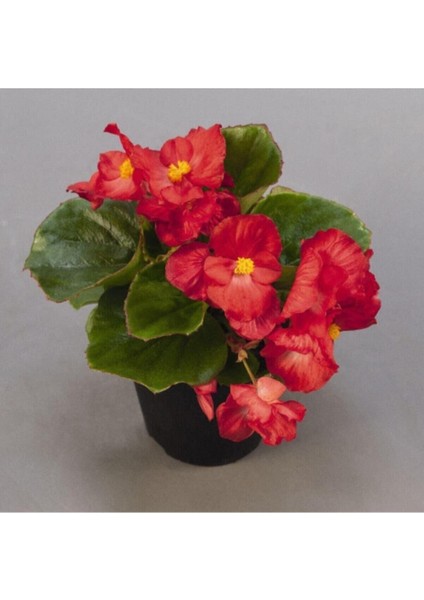 Videolu Kırmızı Begonya Çiçeği 1 Adet 20-40 cm Saksılı Ev Salon İç Mekan Bitkisi (Begonia)