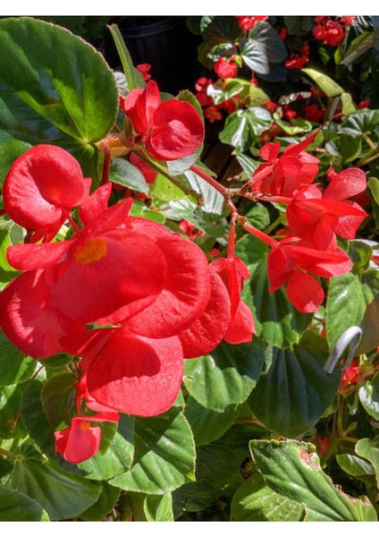 Videolu Kırmızı Begonya Çiçeği 1 Adet 20-40 cm Saksılı Ev Salon İç Mekan Bitkisi (Begonia)