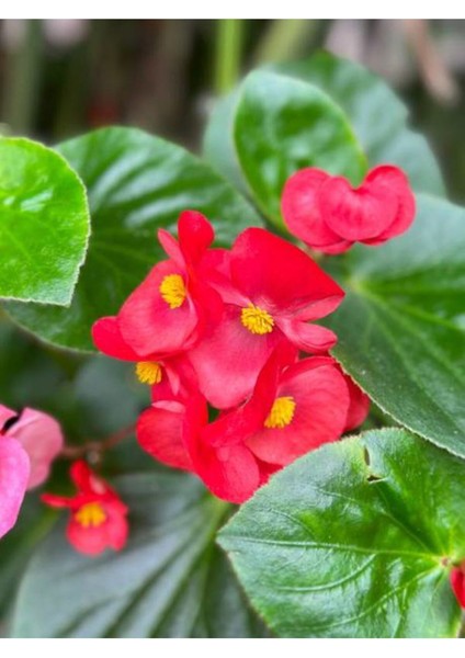 Videolu Kırmızı Begonya Çiçeği 1 Adet 20-40 cm Saksılı Ev Salon İç Mekan Bitkisi (Begonia)
