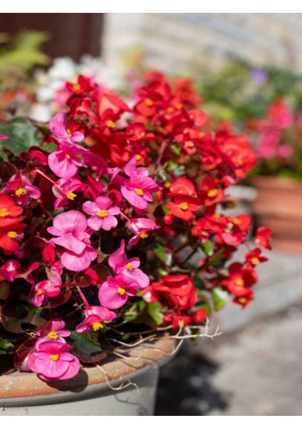 Videolu Kırmızı Begonya Çiçeği 1 Adet 20-40 cm Saksılı Ev Salon İç Mekan Bitkisi (Begonia)