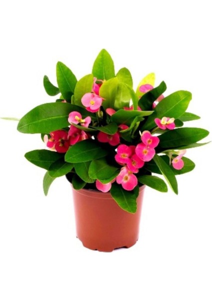 Dikenler Tacı Euphorbia Millii Saksı Çapı 12 cm Dikenler Tacı