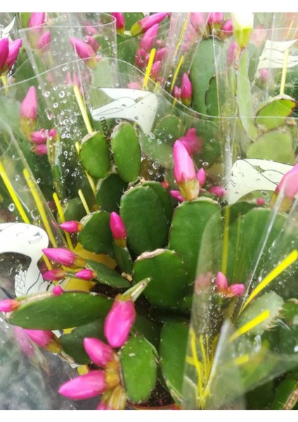 Videolu Pembe Çiçekli Yılbaşı Çiçeği 1 Adet 10-20 cm İç Mekan Salon Bitkisi (Rhipsalidopsis) fiyatları