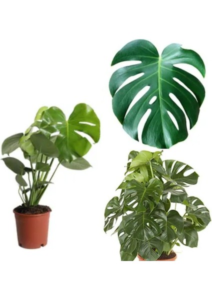 Videolu 1 Adet Deve Tabanı Bitkisi 40-50 cm Saksılı İç Mekan Bitkileri Monstera Deliciosa modelleri