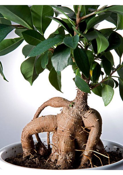 Videolu Ginseng Bonsai 1 Adet Saksılı 40-60 cm İç Mekan Salon Ofis Bitkisi (Ficus Microcarpa)