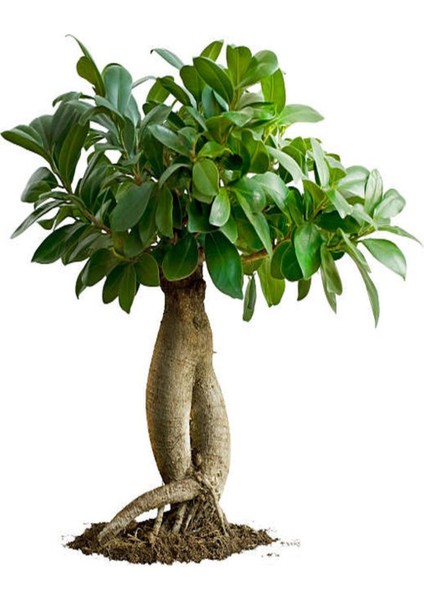 Videolu Ginseng Bonsai 1 Adet Saksılı 40-60 cm İç Mekan Salon Ofis Bitkisi (Ficus Microcarpa) fiyatları