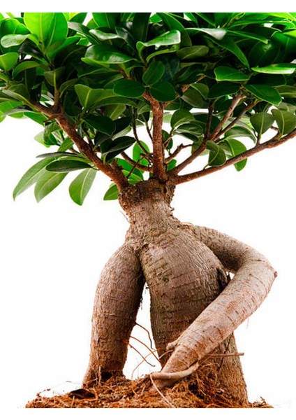 Videolu Ginseng Bonsai 1 Adet Saksılı 40-60 cm İç Mekan Salon Ofis Bitkisi (Ficus Microcarpa) modelleri