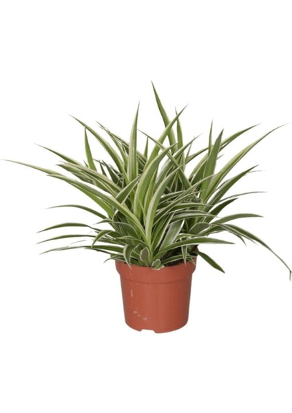 Kurdele Çiçeği fiyatları