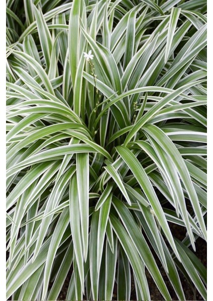 Kurdele Çiçeği modelleri