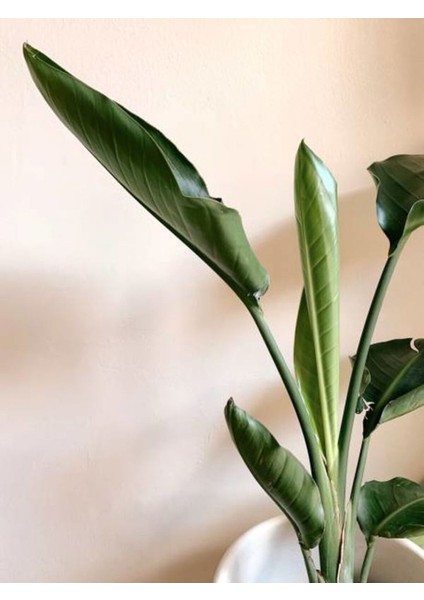 Mini Saksıda Starliçe Cennet Kuşu Çiçeği 15-25 cm