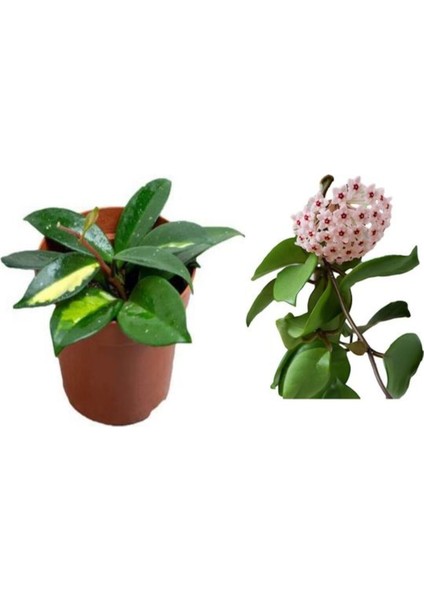 Videolu Mum Çiçeği Hoya Carnosa Fidesi 1 Adet Saksılı 10-20 cm İç Mekan Salon Sarmaşık Bitki