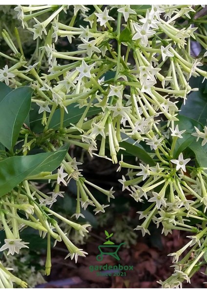 Doğal Bahçe Kokusu Melisa Çiçeği 1 Adet Saksıda 30-50 cm (Cestrum Nocturnum) modelleri