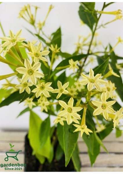 Mis Kokulu Gece Tüten Melisa Çiçeği 30-40 cm 1 Adet Saksılı