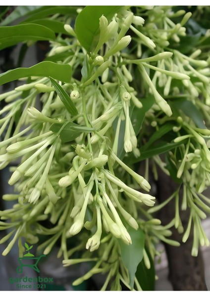 Mis Kokulu Gece Tüten Melisa Çiçeği 30-40 cm 1 Adet Saksılı modelleri