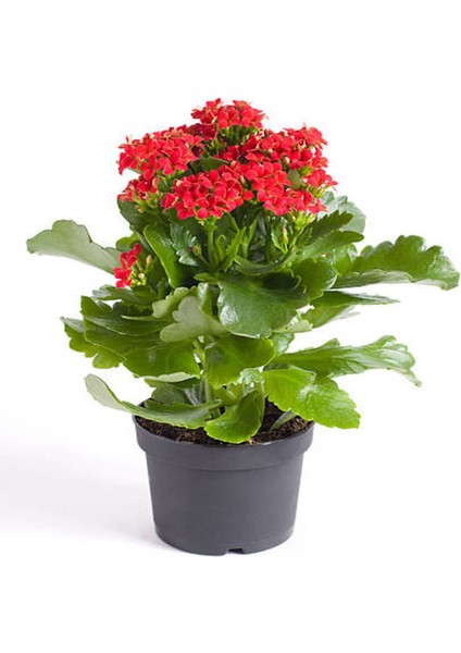 Kalanşo Çiçeği 2 Adet Mini Saksılı Sarı - Kırmızı 10 - 15 cm İç Mekan Salon Bitkisi (Kalanchoe)