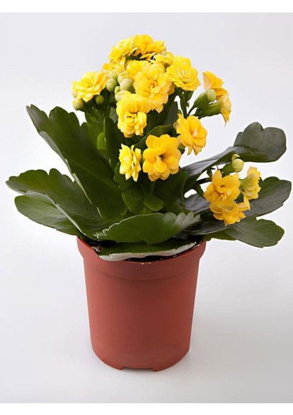 Kalanşo Çiçeği 2 Adet Mini Saksılı Sarı - Kırmızı 10 - 15 cm İç Mekan Salon Bitkisi (Kalanchoe)