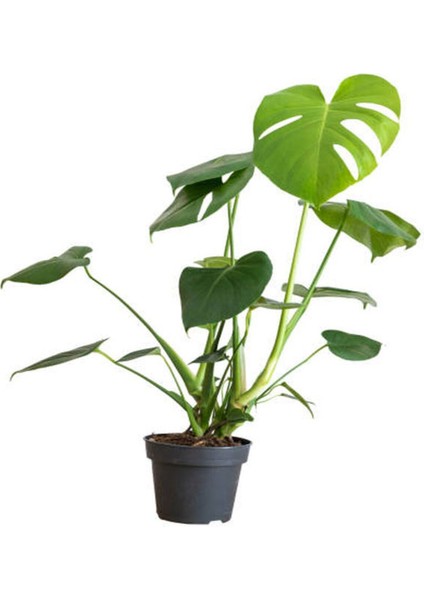 Deve Tabanı Bitkisi Dolgun Formlu 1 Adet Saksılı 60 - 80 cm Salon Bitkisi (Monstera Deliciosa) fırsatları