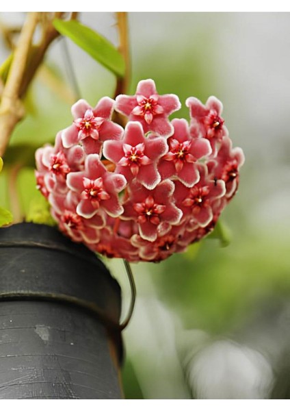 Videolu Pembe Mum Çiçeği Hoya 1 Adet Saksılı/Tüplü 10-20 cm İç Mekan Salon Bitkisi(Pink Hoya Carnosa)