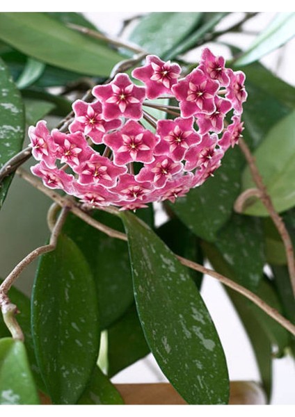 Videolu Pembe Mum Çiçeği Hoya 1 Adet Saksılı/Tüplü 10-20 cm İç Mekan Salon Bitkisi(Pink Hoya Carnosa) fiyatları