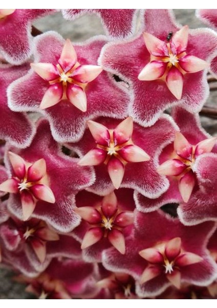 Videolu Pembe Mum Çiçeği Hoya 1 Adet Saksılı/Tüplü 10-20 cm İç Mekan Salon Bitkisi(Pink Hoya Carnosa) modelleri