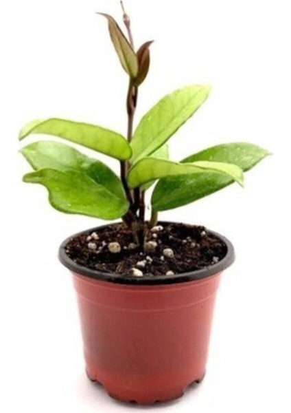 Videolu Pembe Mum Çiçeği Hoya 1 Adet Saksılı/Tüplü 10-20 cm İç Mekan Salon Bitkisi(Pink Hoya Carnosa) fırsatları