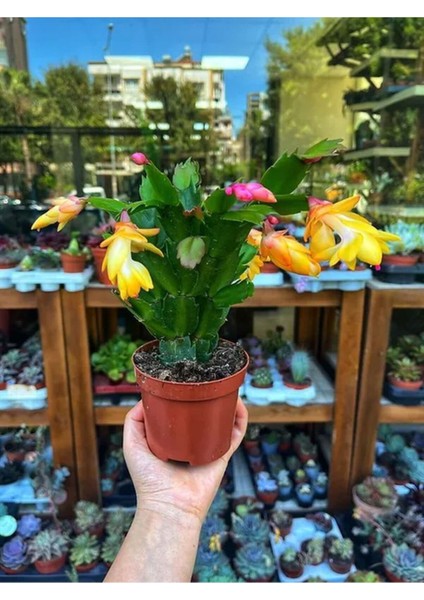 Videolu Sarı Yılbaşı Çiçeği Fidanı 1 Adet Saksılı 10-20 cm İç Mekan Salon Ev Bitkisi (Rhipsalidopsis)